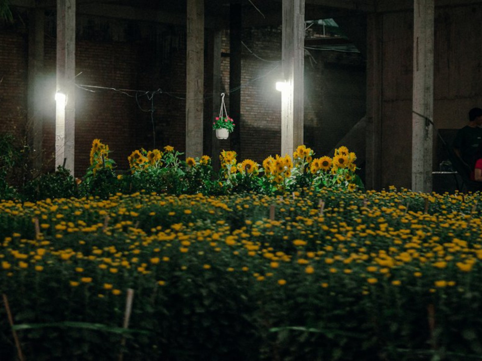 Vietnamese Tet Flowers, Lucky Plants & Tree Markets