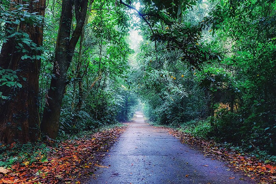 Cuc Phuong National Park - Things To Do In Ninh Binh