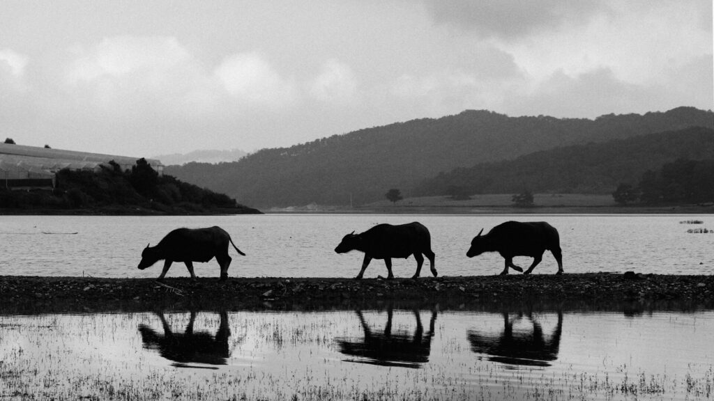 buffalo in da lat