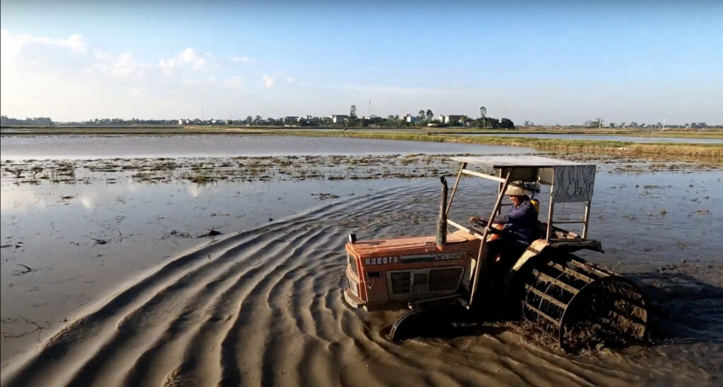 rice paddies in mekong