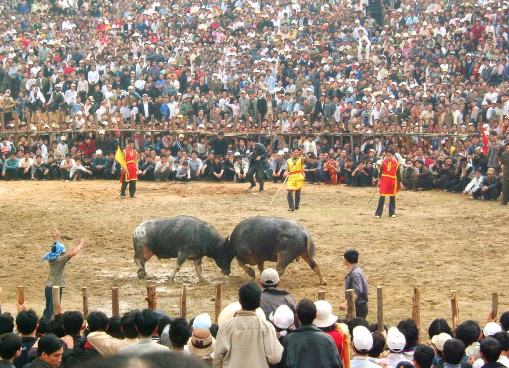 Vietnam Weather In May | All You Need To Know For Your Trip To Vietnam 11 buffalo fighting festival
