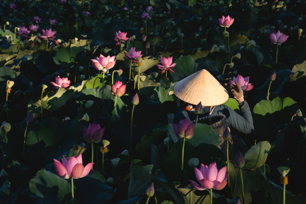 hoi an lotus - Vietnam Weather In August | Where To Go & What To Do