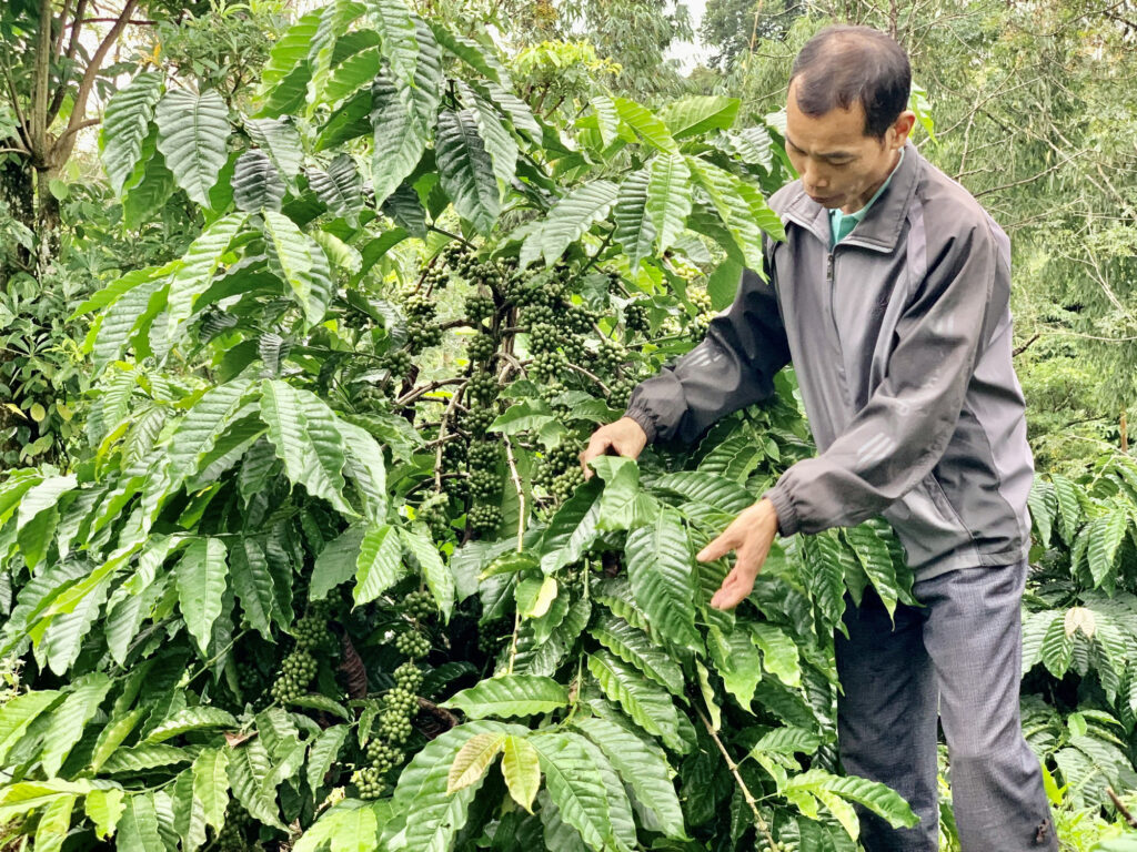 Coffee In Vietnam | Savoring Cultural Delights & Beyond – Contributed by Vietnam Is Awesome Community 12 coffee farming in daklak
