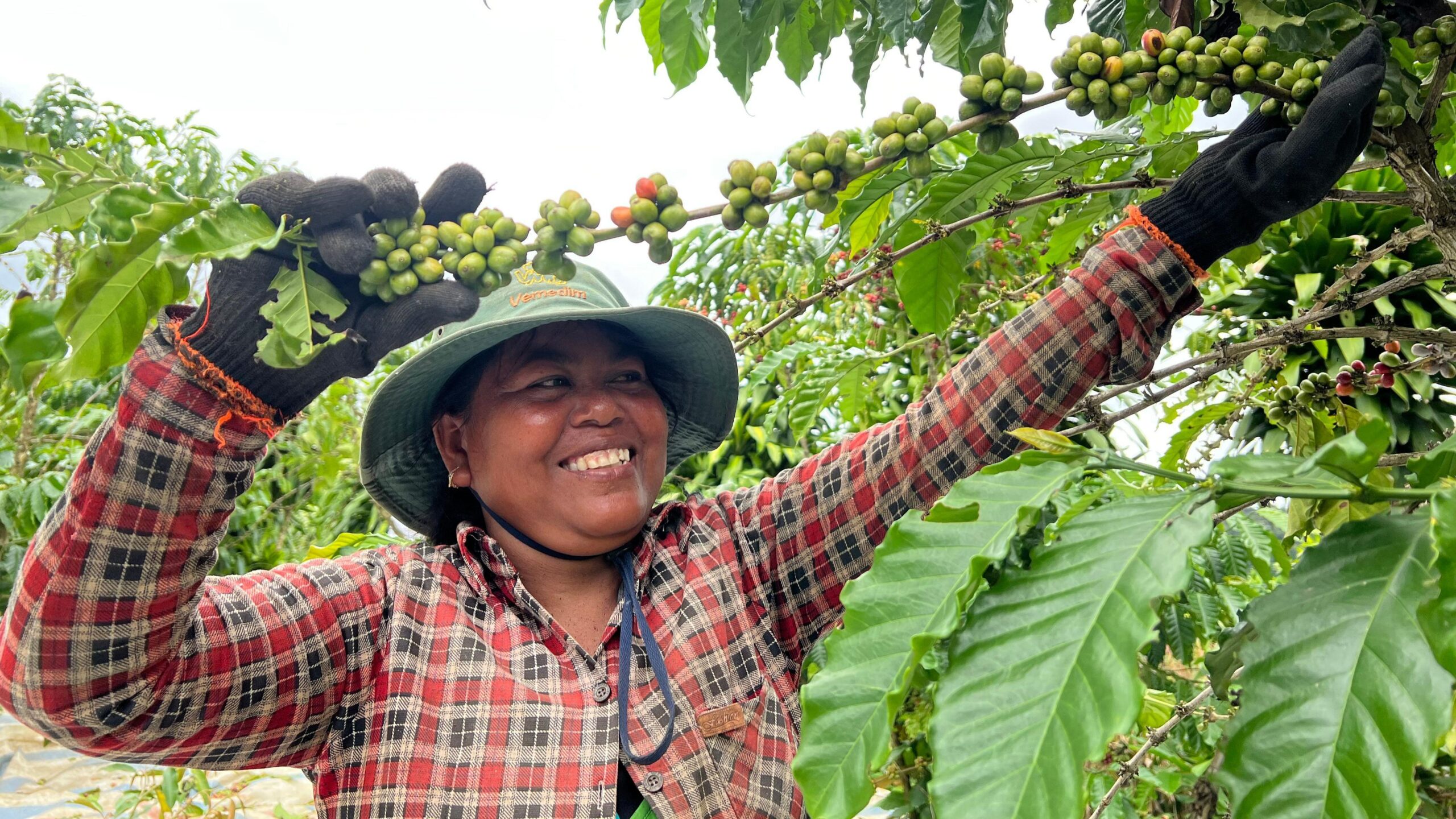 Coffee In Vietnam | Savoring Cultural Delights & Beyond – Contributed by Vietnam Is Awesome Community 13 coffee in lam dong