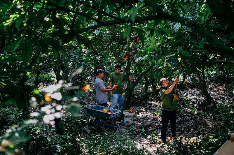 cocoa supply chain at Puratos Grand-Place Indochina