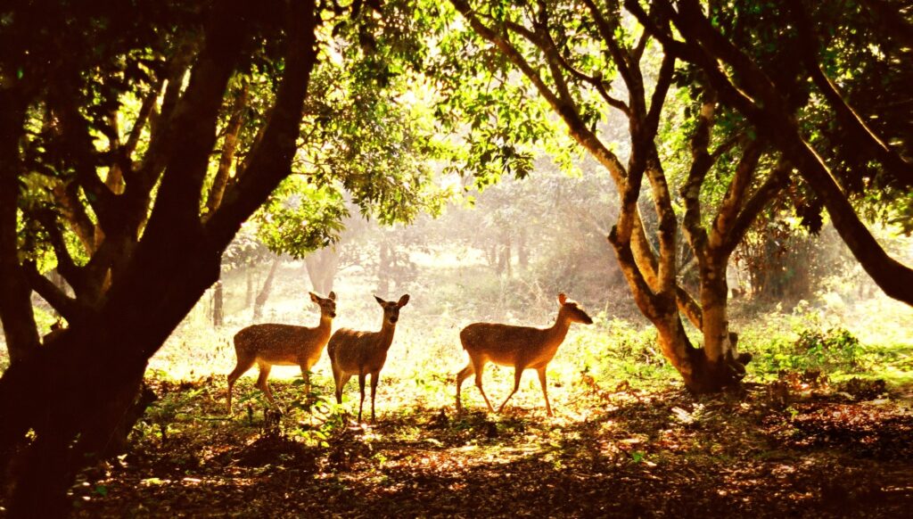 Cuc Phuong National Park Vietnam Dirt Bike Tours Motorbike Rentals. Photo by ADV Motorcycle Tours - Exploring The North: 7 Captivating National Parks In Vietnam