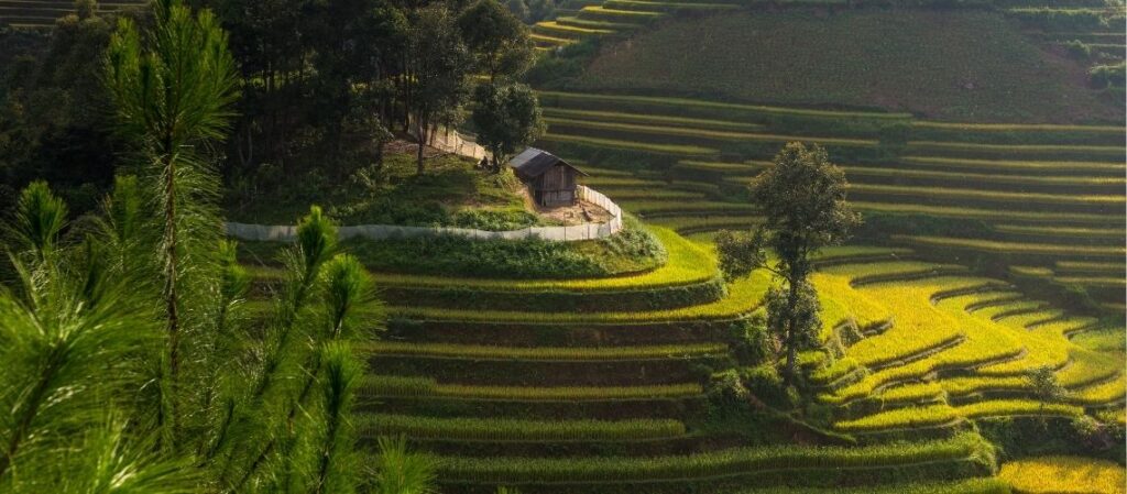 Mu Cang Chai