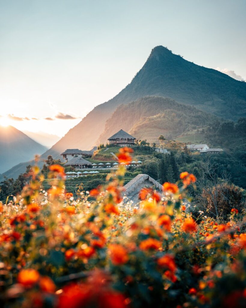Snap A Shot In Tam Giac Mach Buckwheat Flower Garden Photo by VIA Ambassador Benjamin Tortorelli - The Best Time To Travel To North Vietnam: Your Adventure Guide