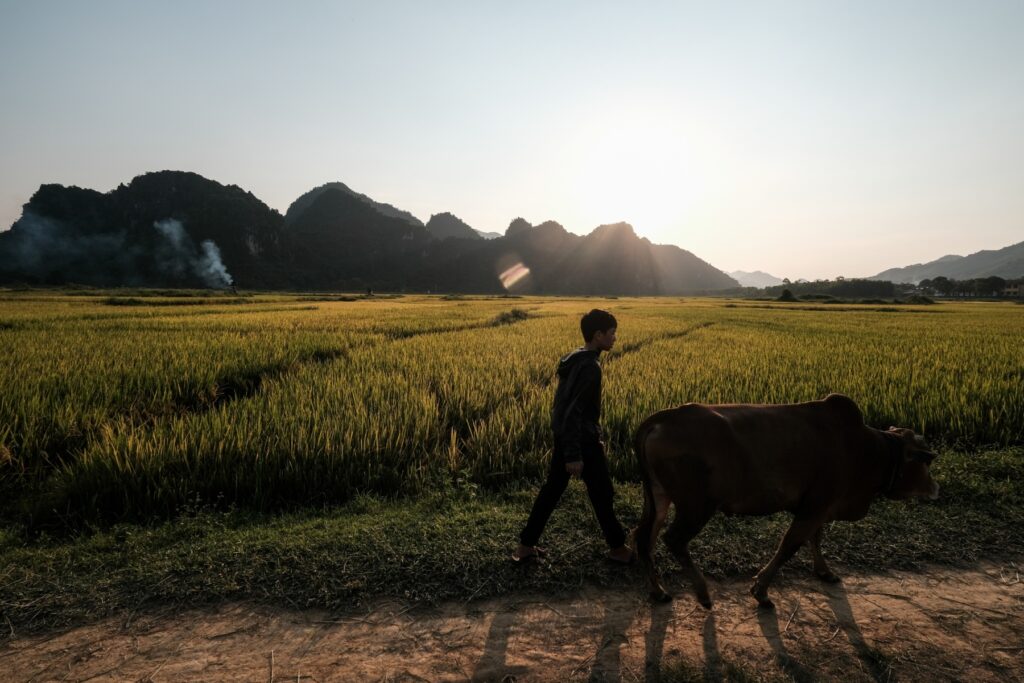 00b58004 39c7 4a00 9a02 eded7a28ce25 - Phong Nha Cave Tours: Explore Central Vietnam's UNESCO Wonders