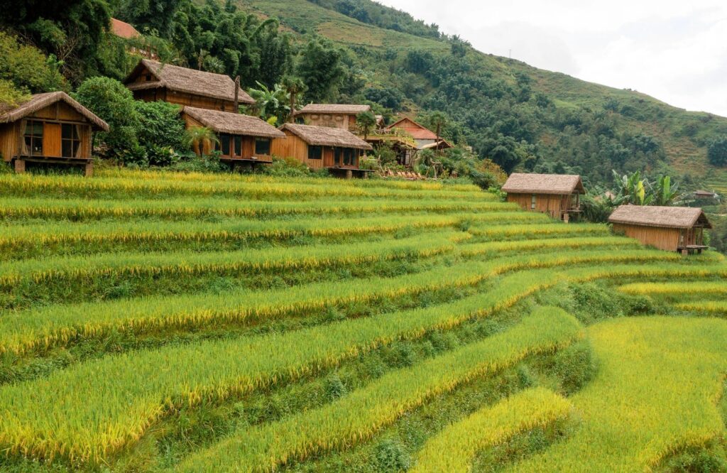 Discover The Best Eco Retreats In Sapa Vietnam Hotels For Every Budget! 12 Eco Palms House with Rice Ripen time - Discover The Best Eco Retreats In Sapa Vietnam Hotels For Every Budget!
