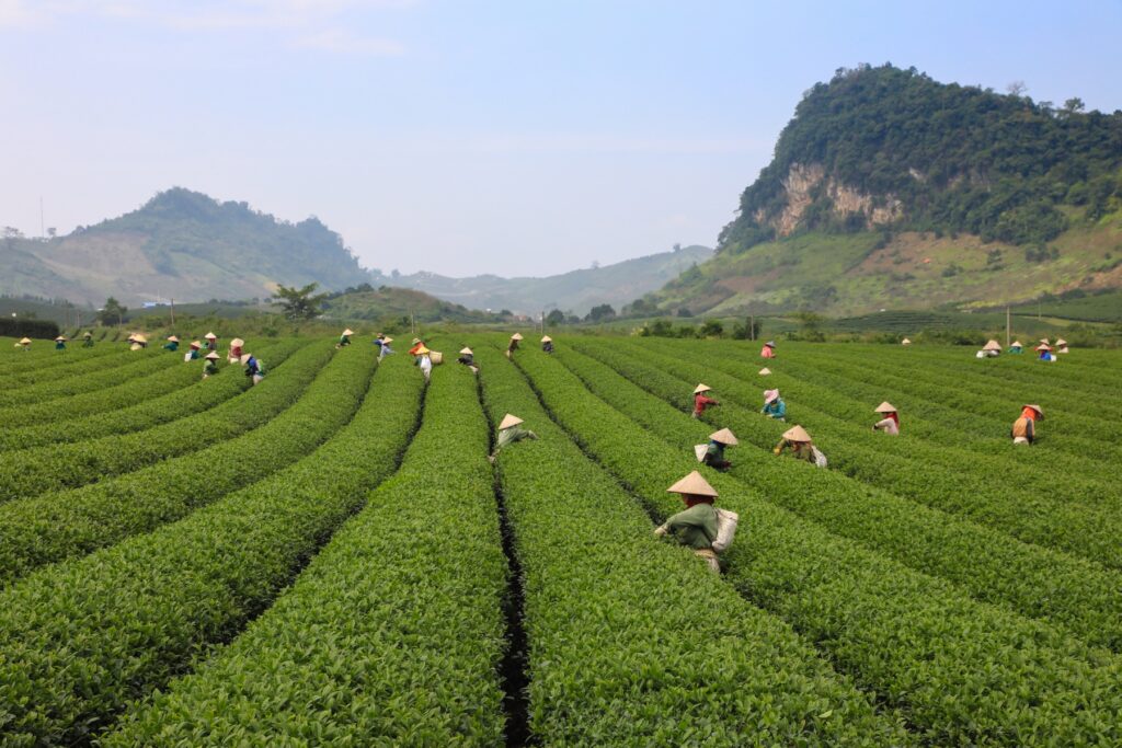 Winter in Vietnam: 7 Wonderful Destinations 3 best time to travel to north vietnam2 - Winter in Vietnam: 7 Wonderful Destinations