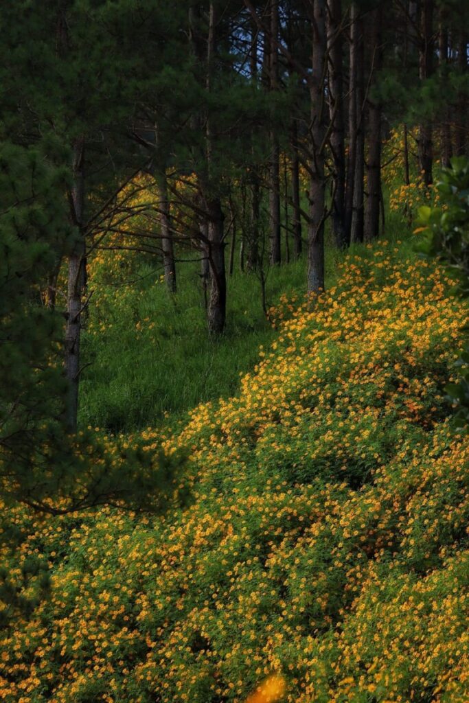 Central Vietnam Guide: 7 Must-Visit Destinations Await! 18 Da Quy flowers season in Da Lat. Photos by Sam Sam - Central Vietnam Guide: 7 Must-Visit Destinations Await!