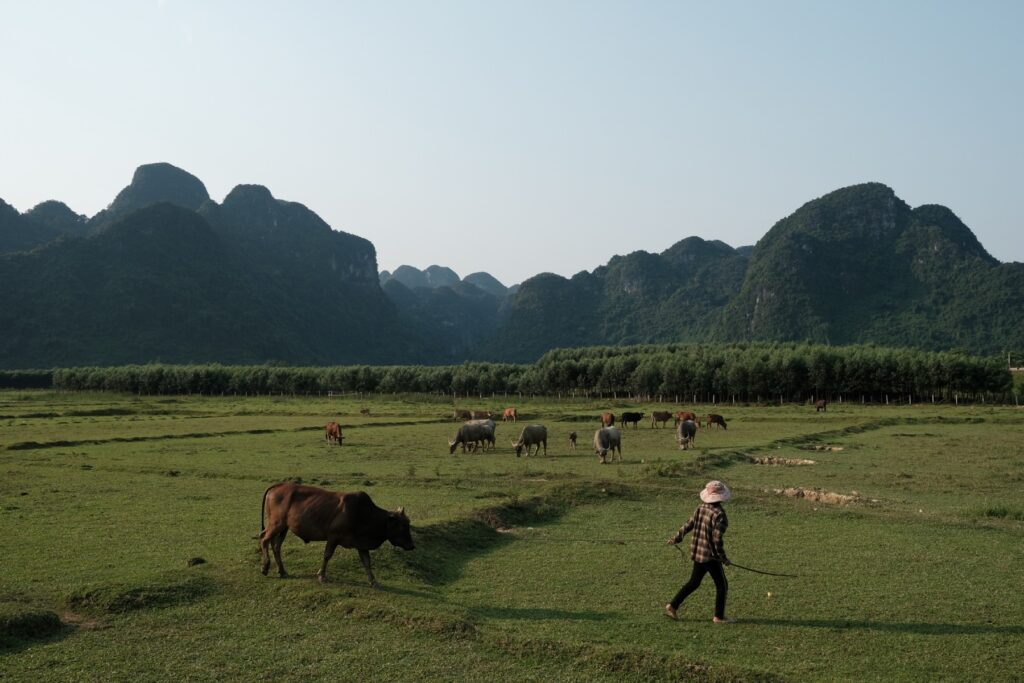 Central Vietnam Guide: 7 Must-Visit Destinations Await! 5 Local farming lifestyle in Phong Nha Quang Binh - Central Vietnam Guide: 7 Must-Visit Destinations Await!