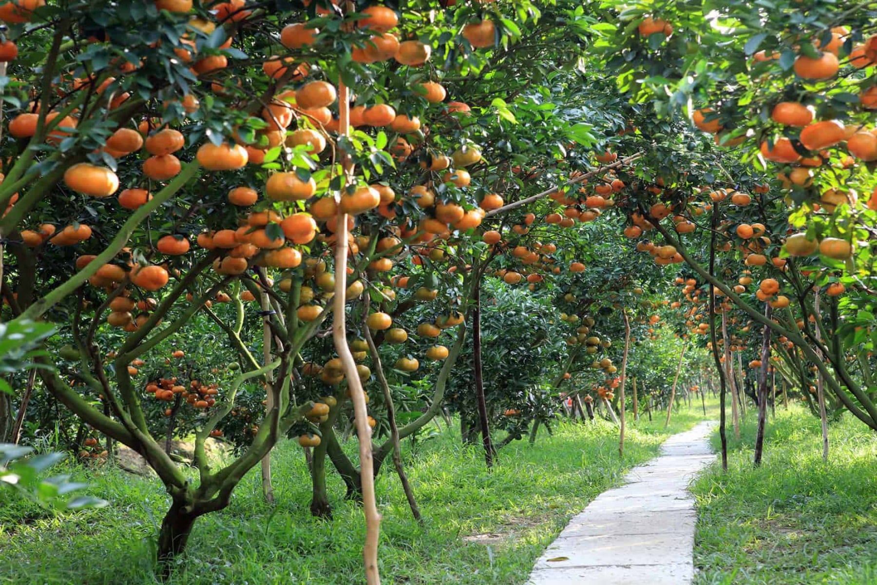 Fruit orchards in Mekong delta hatvacation - Things To Do In Mekong Delta