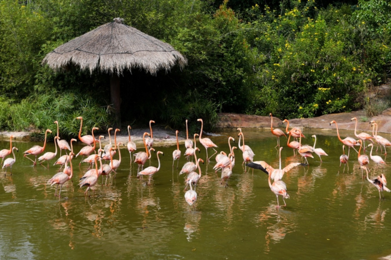 Vinpearl safari phu quoc b - Things To Do In Phu Quoc