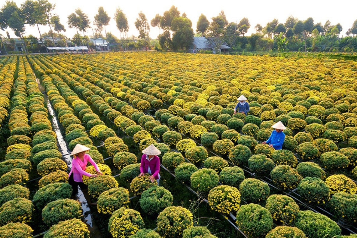 hoac cuc 2 1643984094422378217283 1 - Things To Do In Mekong Delta