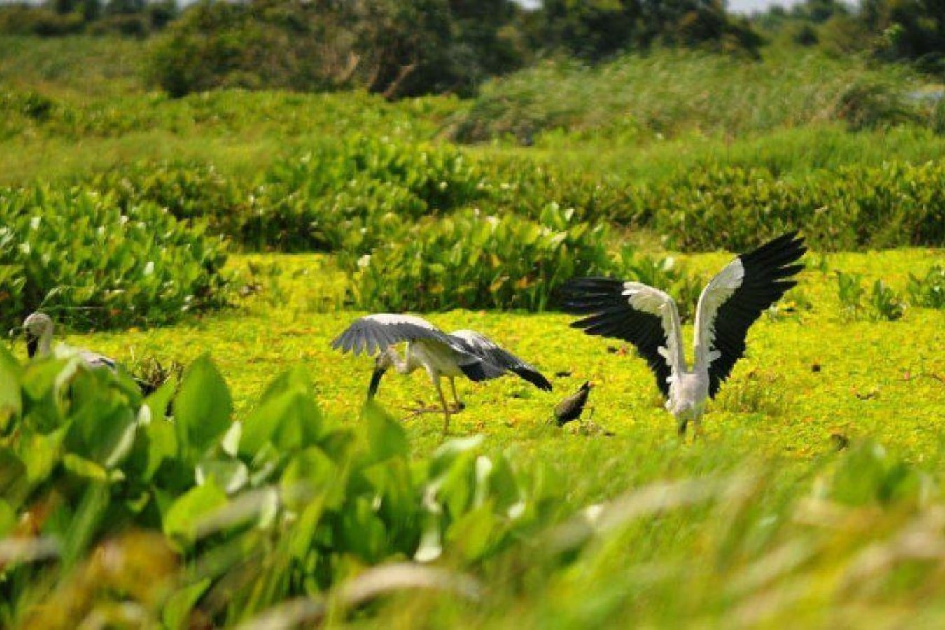 rsz u minh - Things To Do In Mekong Delta