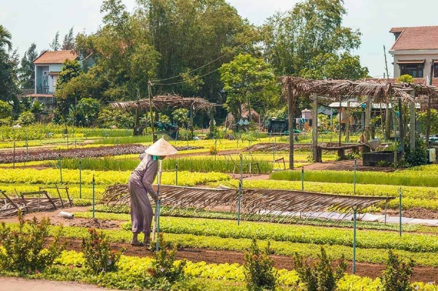 tra que vegetable village 4 - Things To Do In Hoi An