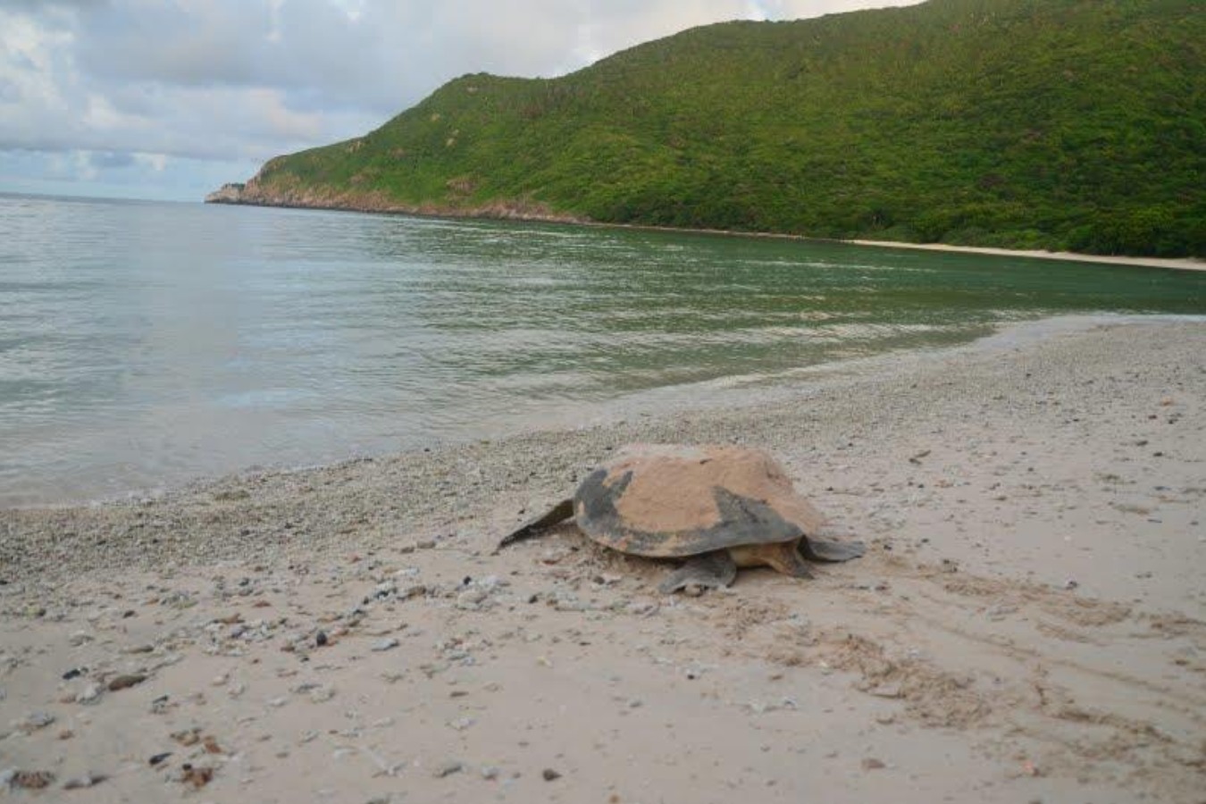 turtles lay their eggs on bay canh island 161 - Things To Do In Con Dao