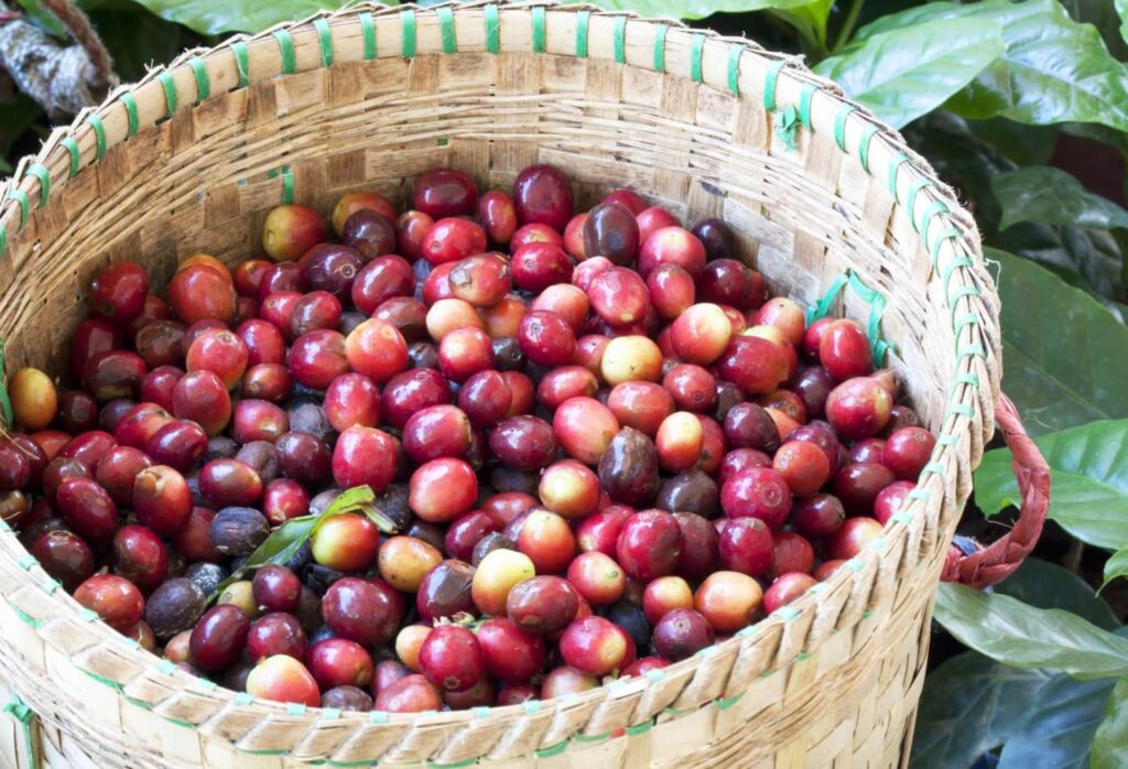Coffee In Vietnam | Savoring Cultural Delights & Beyond – Contributed by Vietnam Is Awesome Community 4 coffee in vietnam