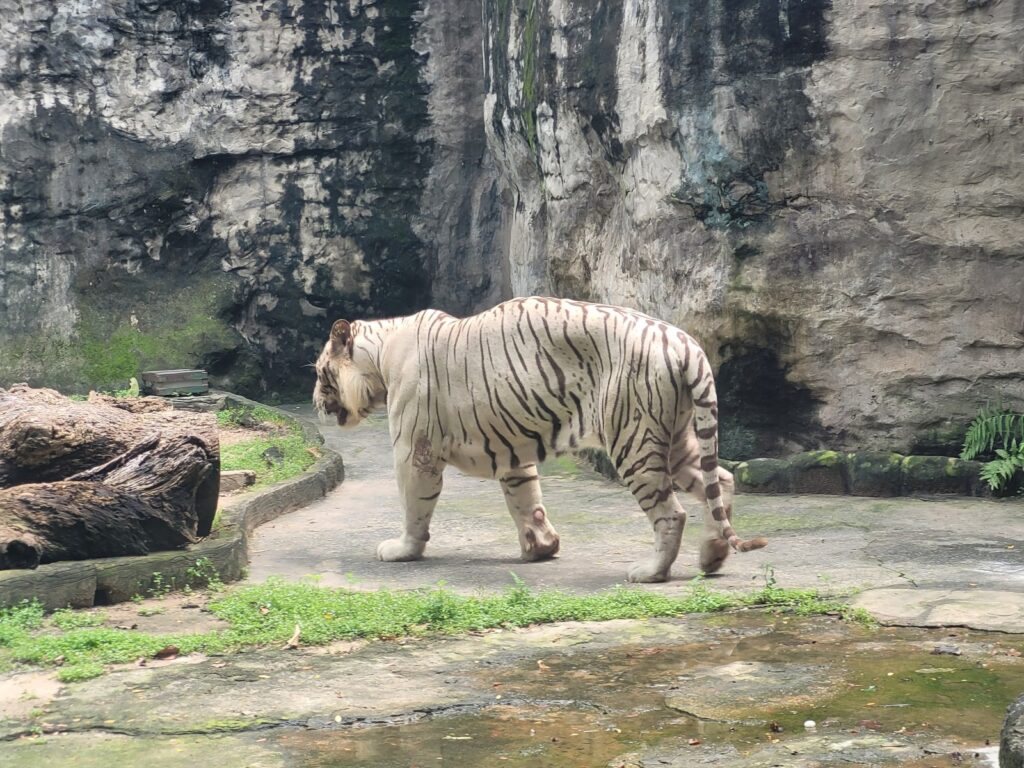 saigonzoo Andrew Galloway3 1 - 19 Fun Thing To Do with Kids in Ho Chi Minh City