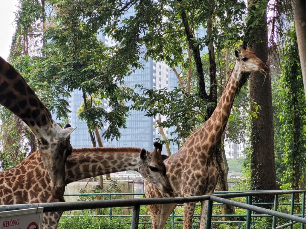 saigon zoo